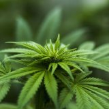 Nicolas Donzé - La consommation de THC et la Génétique